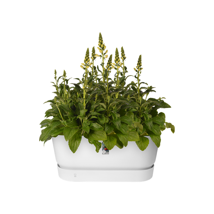 greenville pflanzgefäß 80cm rollen weiss